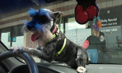 Maddi likes to drive the car!