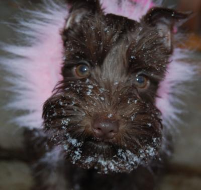 Miniature Schnauzer, Cleo's first snow