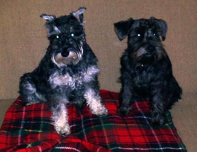 Miniature Schnauzers Miya and Mattie