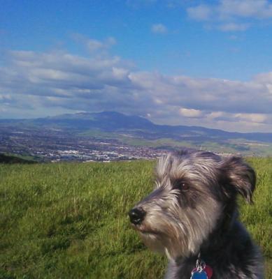 Miniature Schnauzer, Scrubs in Pleasanton