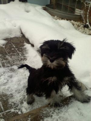 Mini Schnauzer puppy Molly