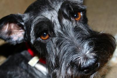 Miniature Schnauzer Kingston