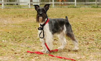 Miniature Schnauzer Kingston