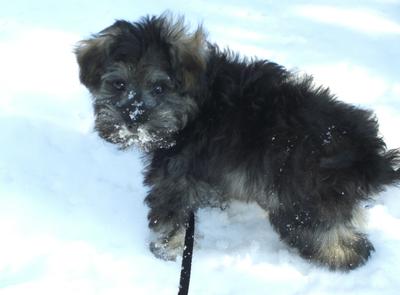 Mini Schnauzer Benji