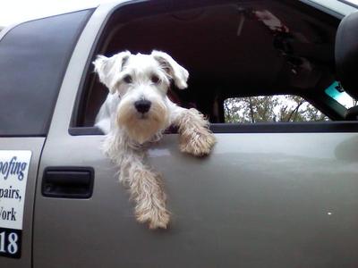 Mini Schnauzer Ghost