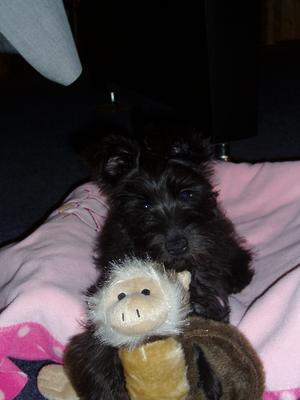 Miniature Schnauzer Riley