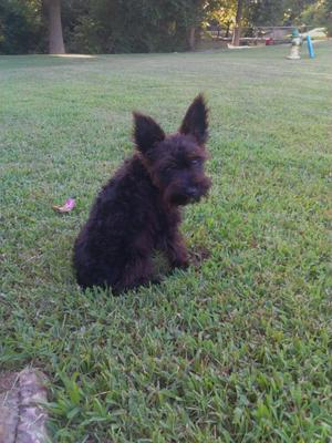 Mini Schnauzer Whinston