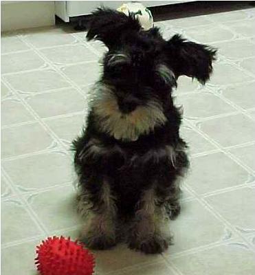 Miniature Schnauzer Milo