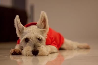 Miniature Schnauzer Nike