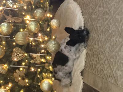 Waiting to Santa 