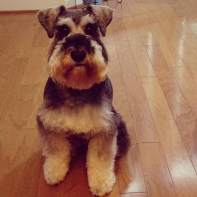 Miniature Schnauzer Walter