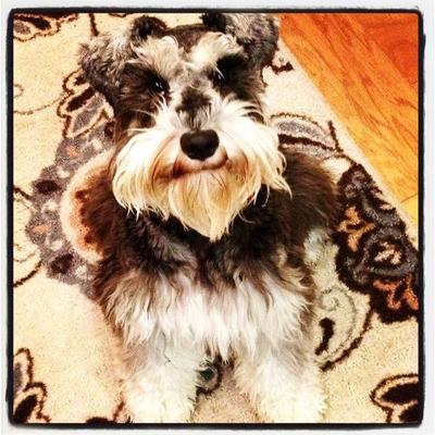 Miniature Schnauzer Walter