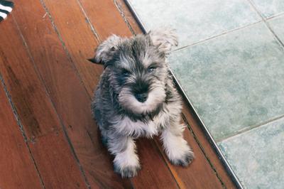 Harry on the first day he came home with us - 11 weeks old.