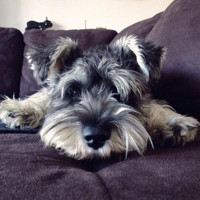 Funny mini online schnauzer videos