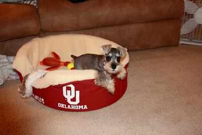 Mini Schnauzer Panzer Cheering for the Sooners