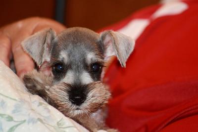 Mini Schnauzer Panzer at his new home