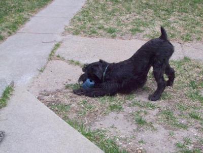 Schnauzer Penny Elliot