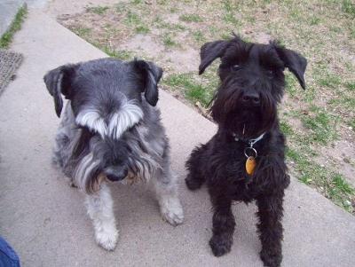 Miniature Schnauzers Max & Penny Elliot