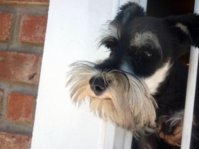 Guarding on the window