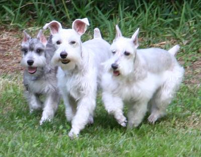 Miniature Schnauzer Trio