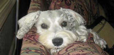 My Petie, My Love