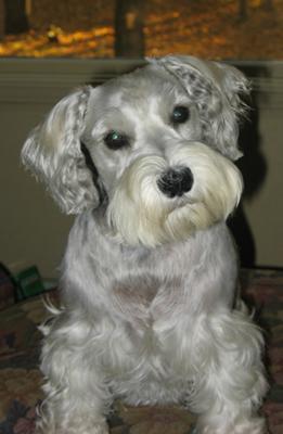 Miniature Schnauzer Petie