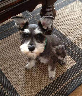 Miniature Schnauzer Piper