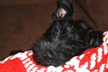 Miniature Schnauzer puppy Piper