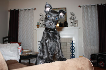 Miniature Schnauzer puppy Piper