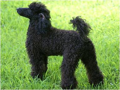 Poodle