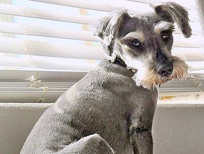 Miniature Schnauzer Pootie Tang