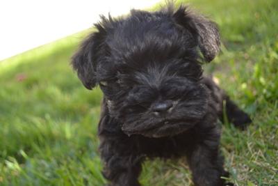 Miniature Schnauzer Puppy Porche