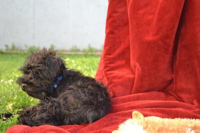 Miniature Schnauzer Porshe She needs a hair cut!