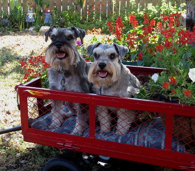 Debby's Miniature Schnauzers Rascal and Gypsy