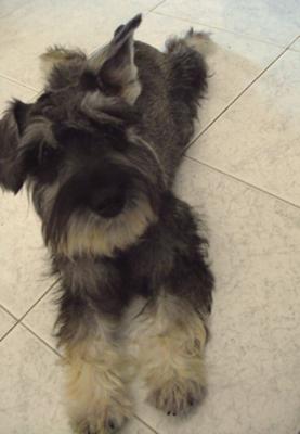 Miniature Schnauzer Reco