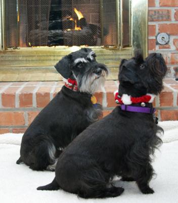 Mini Schnauzers Rocky and Cosmo