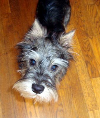 Miniature Schnauzer Rocky Balboa