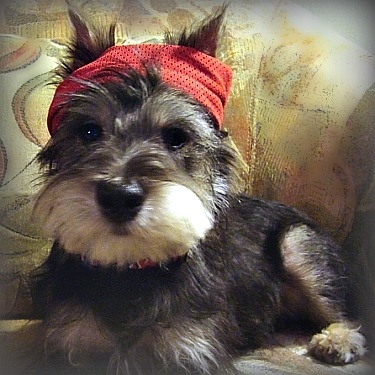 Miniature Schnauzer Rocky Balboa