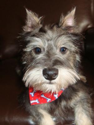 Miniature Schnauzer Rocky Balboa