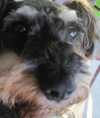 Miniature Schnauzer Rooney