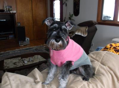 Mini Schnauzer Ruby