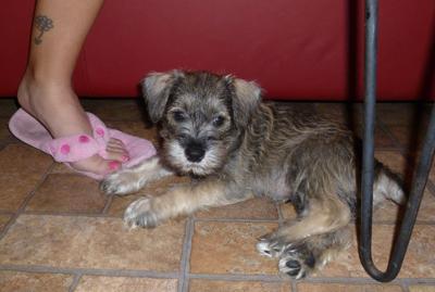 Mini Schnauzer Rudy at 7 weeks old