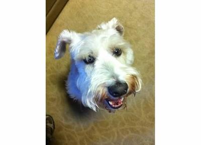 Rudy, a happy Schnauzer