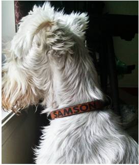 Customized Ruha Dog Collar