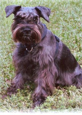 Miniature Schnauzer Sabrina