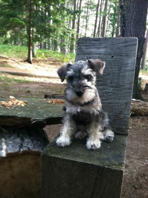 Sadie in the woods