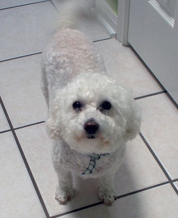 sammie-poochon-bichon-poodle-21376422.jpg