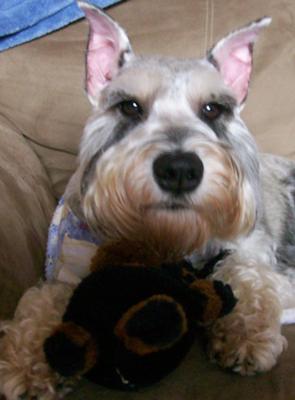 Miniature Schnauzer Sammy
