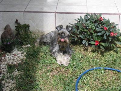 Miniature Schnauzer Saschi