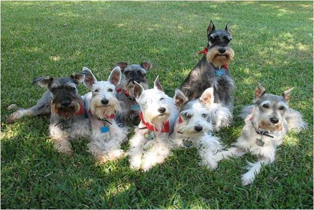 miniature schnauzers